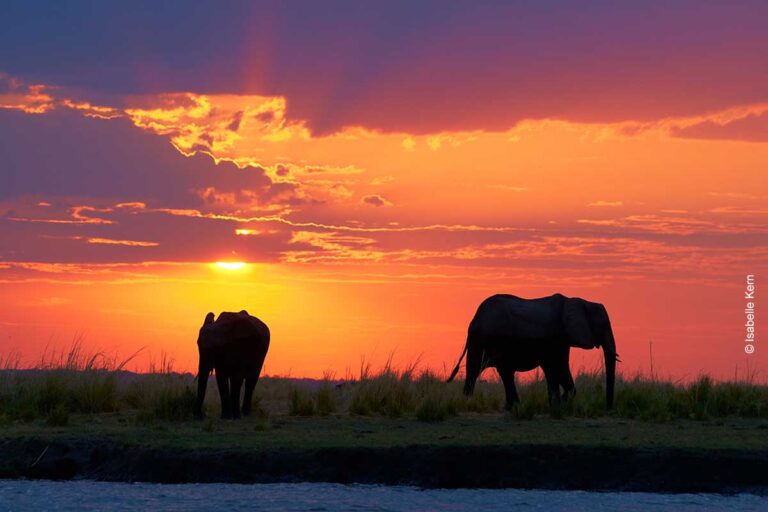 Sonnenuntergang am Chobe-Fluss, Botswana